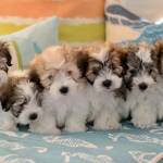 Melody Rasmussen Profile Picture