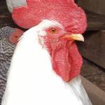 Drew Rogers Profile Picture