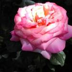 Barbara Rice Profile Picture