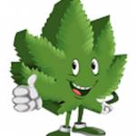 The Truth about Cannabis/Hemp/Marijuana Profile Picture