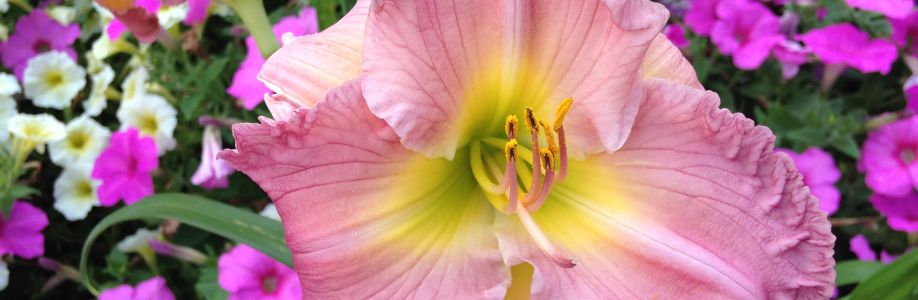 Kim Powers Cover Image