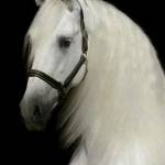 Somebody Profile Picture