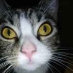 Lexii profile picture