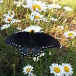 Anita Cotner Profile Picture