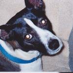 Goldie Smith Profile Picture
