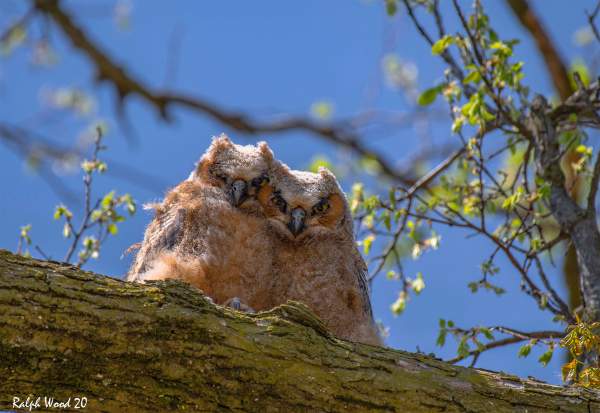 Photo of the Week | Great Horned Owlets | Only In Arkansas