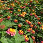 Pamela Goforth Profile Picture