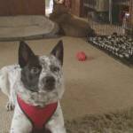 Kodibear2 Profile Picture