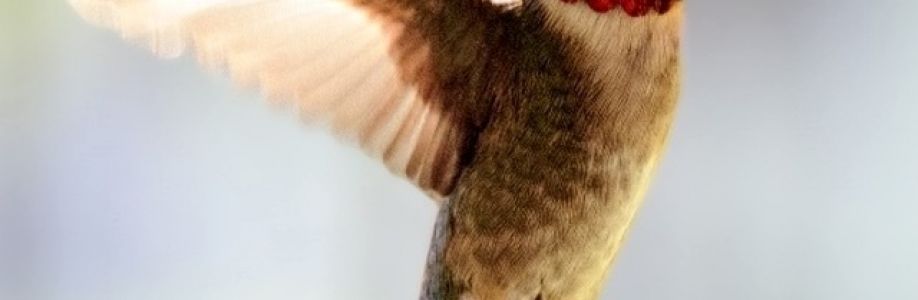 Julie Hill Lowe Cover Image