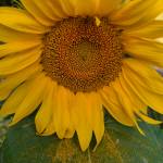 Sally Gump Profile Picture