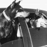 JPdobie Profile Picture