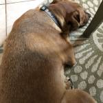 Thomas Conrad Profile Picture