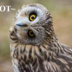 Hoot Profile Picture