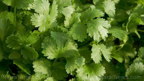 Why is cilantro so good for the brain? Science explains