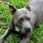 DavidRichardson Profile Picture