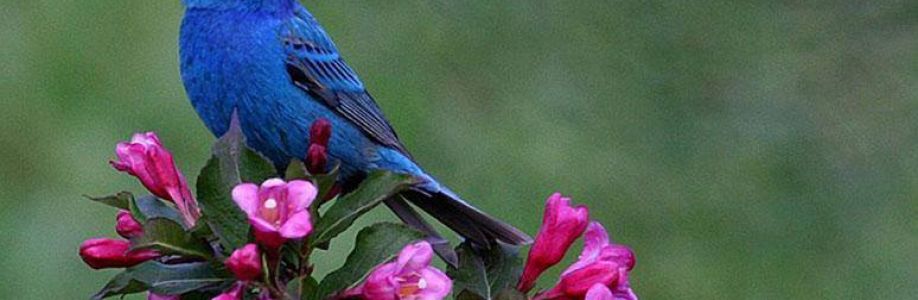 Laurie Grammer Cover Image