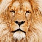 Lion Tomson Profile Picture