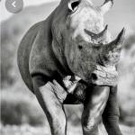 Futu Rhino Profile Picture