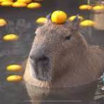 dickgord12 Profile Picture