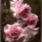 Paula Collinsworth Profile Picture