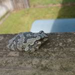 Troy Peterson Profile Picture