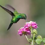 ROSALYN Profile Picture