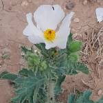 Catherine Gardner Profile Picture