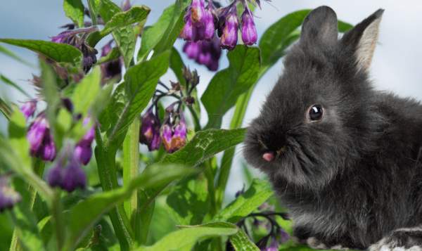Rabbit Manure & Comfrey Fertilizer | Huckleberry Mountain Botanicals