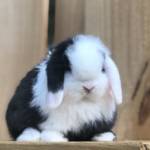 Becky Reynolds Profile Picture