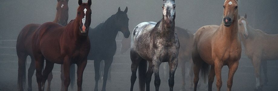 Appaloosa Horses Cover Image