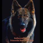 HuntingForHeart: Rediscovering Our Primordial Bond With Dogs Profile Picture
