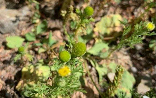 Pineapple Weed - A Useful & Readily Available Herb