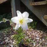 Lisa Brooks Profile Picture