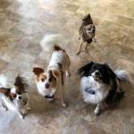 We love our Papillons! Profile Picture