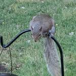 Tim Ebel Profile Picture