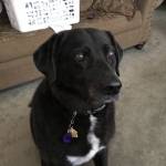 Cinder Ella Profile Picture