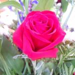 Susan Lange Profile Picture