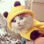 TerriLES Profile Picture