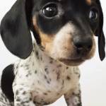 Birdiegirl Profile Picture