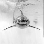 Brenda Smith Profile Picture