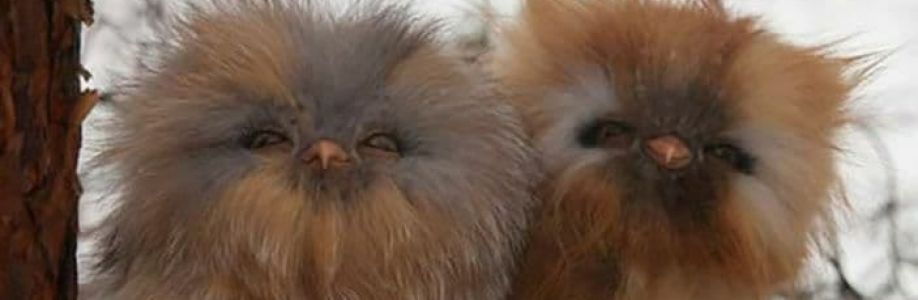 Daniel Godwin Cover Image