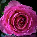 Cheryl Haggard Profile Picture