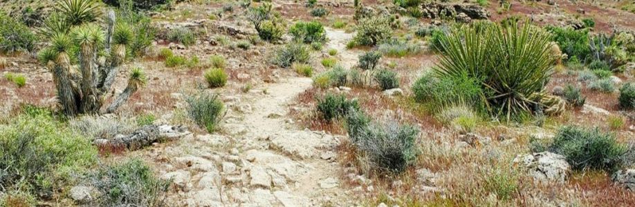 Chandler Duvall Cover Image