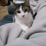 Julian Williams Profile Picture