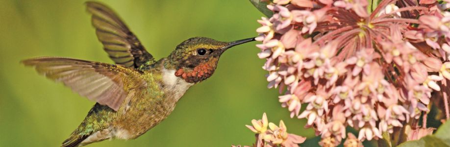 Hummingbird Watchers Cover Image