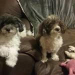 dorina Profile Picture