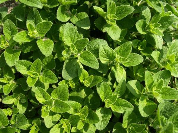 Oregano essential oil kills antibiotic resistant superbugs “without any side effects” urges scientist … Pharma-controlled media SILENT – NaturalNews.com