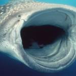 Big Guppy Profile Picture