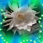 Jo Lynn Lowanse Profile Picture