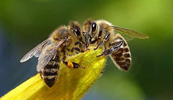 Honeybee venom contains chemical that kills breast-cancer cells in minutes